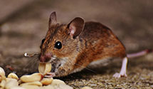 24 Hour & Emergency Exterminators in Pleasant Plns, IL